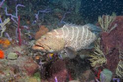 Tiger Grouper poses for the camera by Terry Moore 